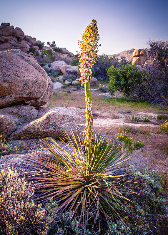 Chaparral Yucca, Anza-Borrego沙漠国家公园